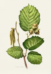 Ramo di nocciolo - Botanica