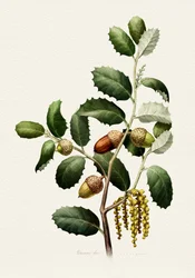 Ghiande di quercia - Botanica