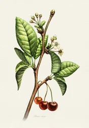 Ramo botanico di ciliegia dolce
