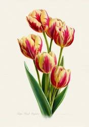 Tulipani a strisce dai colori vivaci