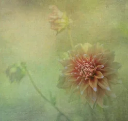 Una dalia da sogno