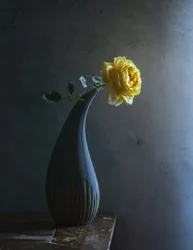 Rosa gialla malinconica