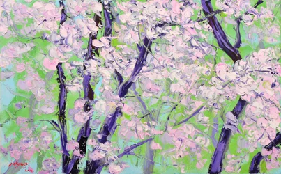 Ciliegi in fiore