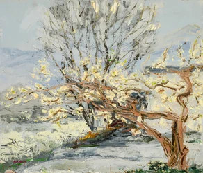 Alberi in fiore in primavera