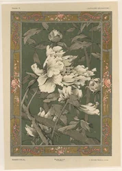 Fiori, tavola 31 da 