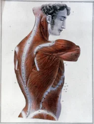 Muscoli della schiena