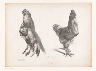 Studio di un pollo morto e uno vivo