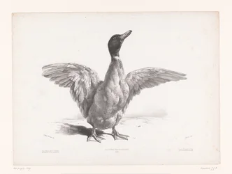 Studio di un