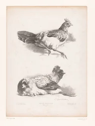 Studio di due galline sdraiate