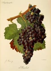 Uva Merlot