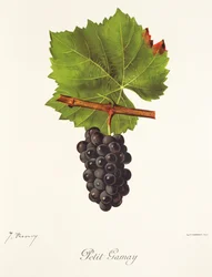 Uva Petit Gamay di J. Troncy