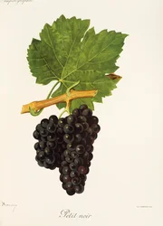 Uva Petit Noir di J. Troncy
