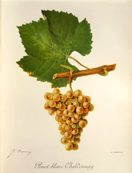 Uva Pinot Blanc Chardonnay