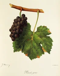 Uva Pinot Grigio