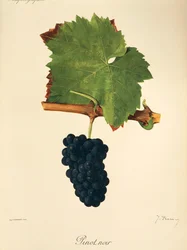 Uva Pinot Noir