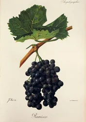 Uva Ramisco