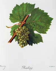 Uva Riesling da Ampelographie, Traité général de viticulture, vol II, di Pierre Viala e Victor Vermorel, Parigi