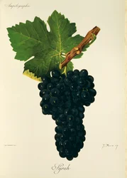Uva Syrah