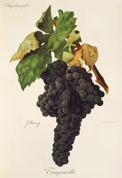 Uva Tempranillo