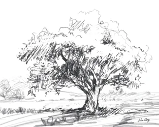 Disegno rustico di un albero
