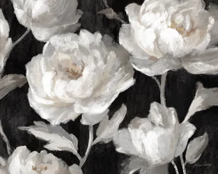 Peonie bianche su nero, Julia Cheney