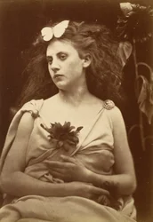 Il girasole
