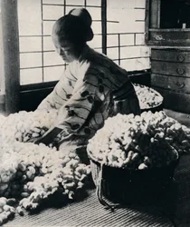 5000 bachi da seta mangiano 125 libbre di gelso per 8 matasse di seta, facendo un kimono, c1900, 1921