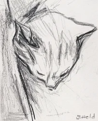 Gatto che dorme, 2015
