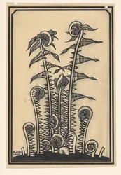 Felci