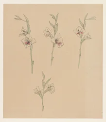 Studi di fiori