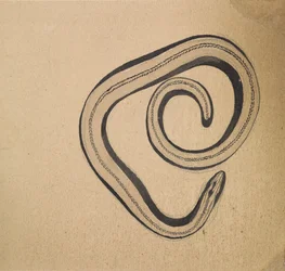 Luscengola