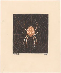 Ragno in una ragnatela