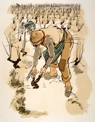 Illustrazione di vino umoristico 1946