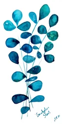 Foglie di eucalipto blu