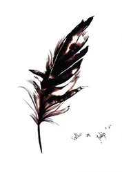 Studio sulle piume eleganti