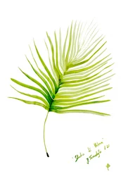 Acquerello con foglia di palma verde