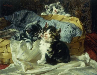 Gattini giocosi