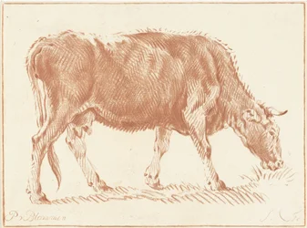 Mucca al pascolo