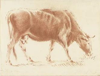 Mucca al pascolo