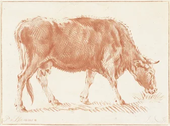 Mucca al pascolo