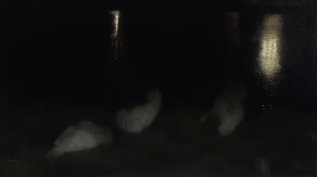 Notturno. Cigni nel Giardino Sassone a Varsavia di notte