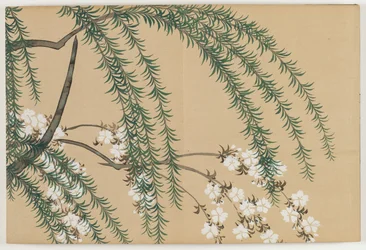 Fiori di Cento Mondi (Momoyogusa): Salice e Ciliegio (Yanagizakura)