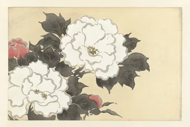 Peonie