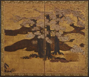 Alberi di ciliegio in fiore, periodo Edo, ca.1580-1635