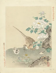 Quaglia con pulcini (serie Bloemen- en vogelschetsen van Kano Tsunenobu, Kano Tsunenobu kacho gafu)