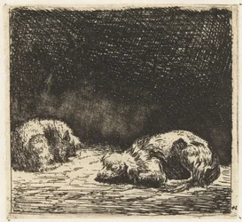 Cane e gatto dormienti