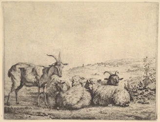 Due capre e tre pecore, 1655