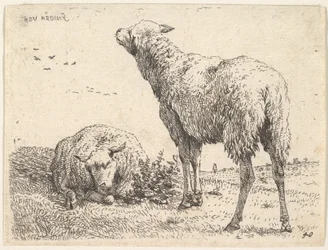 Due pecore, una mostrata frontalmente in posizione reclinata con le gambe piegate sotto, ca. 1655