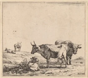 Mucca, Toro e Vitello