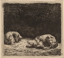 Cane e Gatto